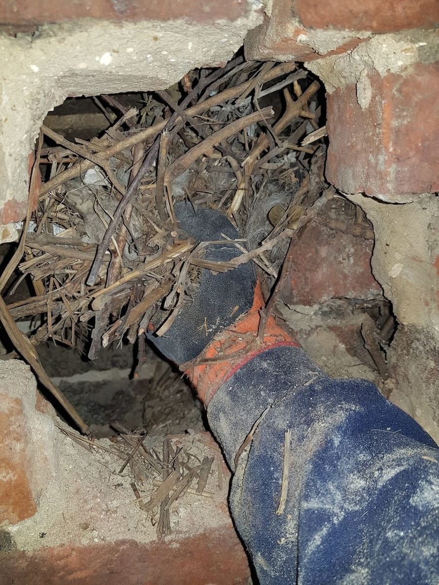 Nid d'oiseaux bouchant un conduit de chemin&eacute;e